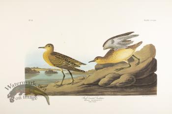 Buff Breasted Sandpiper